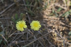 Launaea nudicaulis